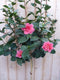 Camelia roze