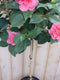 Camelia roze