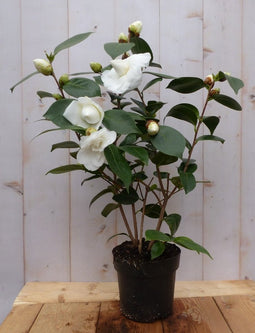 Camelia wit 50 cm