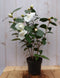 Camelia wit 50 cm