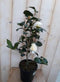 Camelia wit 50 cm