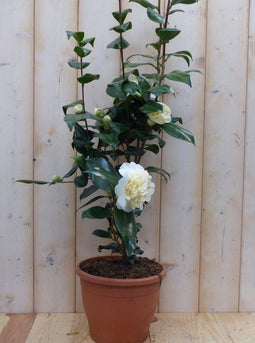 Camelia wit 80 cm