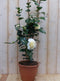 Camelia wit 80 cm