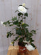 Camelia wit 80 cm