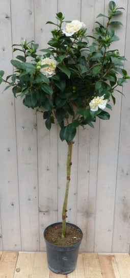 Camelia wit