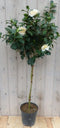 Camelia wit