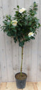 Camelia wit
