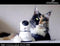 Camera dierenbewaking HD live - Eyenimal pet vision
