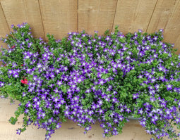 Campanula Blue star 8 potjes per tray