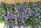 Campanula Blue star 8 potjes per tray