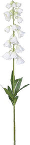 Campanula cream