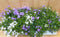 Campanula klokjesbloem toeter bloem 10 stuks in tray kleur mix