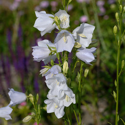 Campanula pers. 'Alba' | 1 stuk | Bijen- en vlinderplant | Bijentuin | Bloeiende vaste plant | bloemenpracht in de zomer | 11x11 cm Kwekerspot | Wit
