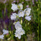 Campanula pers. 'Alba' | 1 stuk | Bijen- en vlinderplant | Bijentuin | Bloeiende vaste plant | bloemenpracht in de zomer | 11x11 cm Kwekerspot | Wit