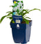 Campanula pers. 'Alba' | 1 stuk | Bijen- en vlinderplant | Bijentuin | Bloeiende vaste plant | bloemenpracht in de zomer | 11x11 cm Kwekerspot | Wit