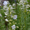 Campanula pers. 'Alba' | 1 stuk | Bijen- en vlinderplant | Bijentuin | Bloeiende vaste plant | bloemenpracht in de zomer | 11x11 cm Kwekerspot | Wit