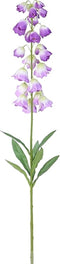 Campanula violet