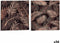 Canvas Blad van een plant Zwart 1,5 x 28 x 28 cm (36 Stuks)