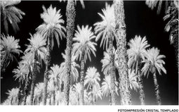 Canvas Palmen 120 x 4 x 70 cm Palmboom