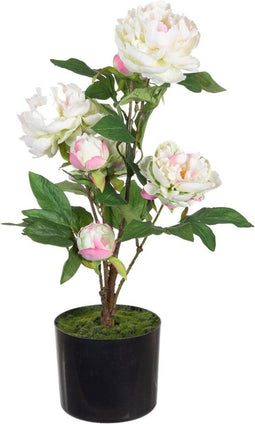 Decoratieve plant 34 x 30 x 59 cm Crème Pioenroos