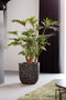 Capi Europe - Bloempot bol Clay NL - 43x41 - Ivoor - Opening Ø35 - Bloempot voor binnen en buiten - Levenslang garantie - Breukbestendig - 100% Recyclebaar - CO2 Neutraal geproduceerd - KIVC933