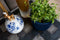 Capi Europe - Bloempot bol Groove Colours - 8x6 - Donkerblauw - Opening Ø5.6 - Bloempot voor binnen - 5 jaar garantie - BGVDB131