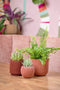Capi Europe - Bloempot bol Groove Colours - 9x8 - Beige - Opening Ø7.2 - Bloempot voor binnen - 5 jaar garantie - BGVBG139