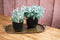 Capi Europe - Bloempot bol Groove 'made with' metallic koper - 17x15 - Metallic koper - Bloempot voor binnen en buiten - Capi ‘Made with’ - Gemaakt van gerecycled materiaal - Levenslang garantie - IGMC533