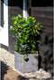 Capi Europe - Bloempot vierkant Rib NL - 30x30 - Antraciet - Opening Ø24 - Bloempot voor binnen en buiten - Levenslang garantie - Breukbestendig - 100% Recyclebaar - CO2 Neutraal geproduceerd - KOFZ902