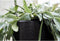 Capi Europe - Bloempot vierkant Smooth NL - 40x40 - Zwart - Opening Ø32 - Bloempot voor binnen en buiten - Levenslang garantie - Breukbestendig - 100% Recyclebaar - CO2 Neutraal geproduceerd - KBL903