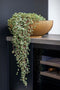 Capi Europe - Schaal Groove Black & Gold - 40x15 - Zwart - Opening Ø35.6 - Bloempot voor binnen - 5 jaar garantie - BGVBL037