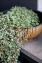 Capi Europe - Schaal Groove Black & Gold - 40x15 - Zwart - Opening Ø35.6 - Bloempot voor binnen - 5 jaar garantie - BGVBL037