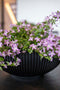 Capi Europe - Schaal Groove Black & Gold - 40x15 - Zwart - Opening Ø35.6 - Bloempot voor binnen - 5 jaar garantie - BGVBL037