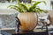 Capi Europe - Vaas bol Groove Black & Gold - 30x25 - Goud - Opening Ø21.5 - Bloempot voor binnen - 5 jaar garantie - BGVGB104