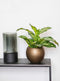 Capi Europe - Vaas bol Terrazzo Gold - 22x18 - Goud - Opening Ø15.7 - Bloempot voor binnen - 5 jaar garantie - BTZG103