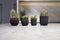 Capi Europe - Vaas cilinder Groove Black & Gold - 11x12 - Zwart - Opening Ø9.6 - Bloempot voor binnen - 5 jaar garantie - BGVBL312
