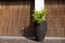 Capi Europe - Vaas elegant deluxe Rib NL - 51x72 - Zwart - Opening Ø31 - Bloempot voor binnen en buiten - Levenslang garantie - Breukbestendig - 100% Recyclebaar - CO2 Neutraal geproduceerd - KBLR1138
