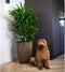 Capi Europe - Vaas elegant laag Groove NL - 34x46 - Goud - Opening Ø27 - Bloempot voor binnen en buiten - Levenslang garantie - Breukbestendig - 100% Recyclebaar - CO2 Neutraal geproduceerd - KGVGB782