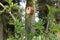Capi Europe - Vogelhuisje rond Hive - 19x23x20 - Antraciet - Capi Biodiversity Hive - AHBIA001
