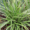 Carex morrowii 'Ice Dance' - Witbonte zegge - Planthoogte: 20 cm - Pot Ø 11 cm (1 liter)