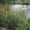 Carex muskingumensis P9