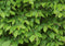 Carpinus betulus 120 cm.