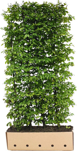 Carpinus betulus 200 cm.