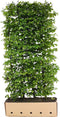 Carpinus betulus 200 cm.