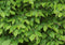 Carpinus betulus 80 cm.