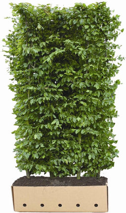 Carpinus betulus 'Beeckman' Heg