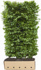 Carpinus betulus 'Beeckman' Heg