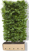 Carpinus betulus 'Beeckman' Heg
