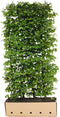 Carpinus betulus 'Fastigiata' Heg