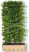 Carpinus betulus 'Fastigiata' Heg
